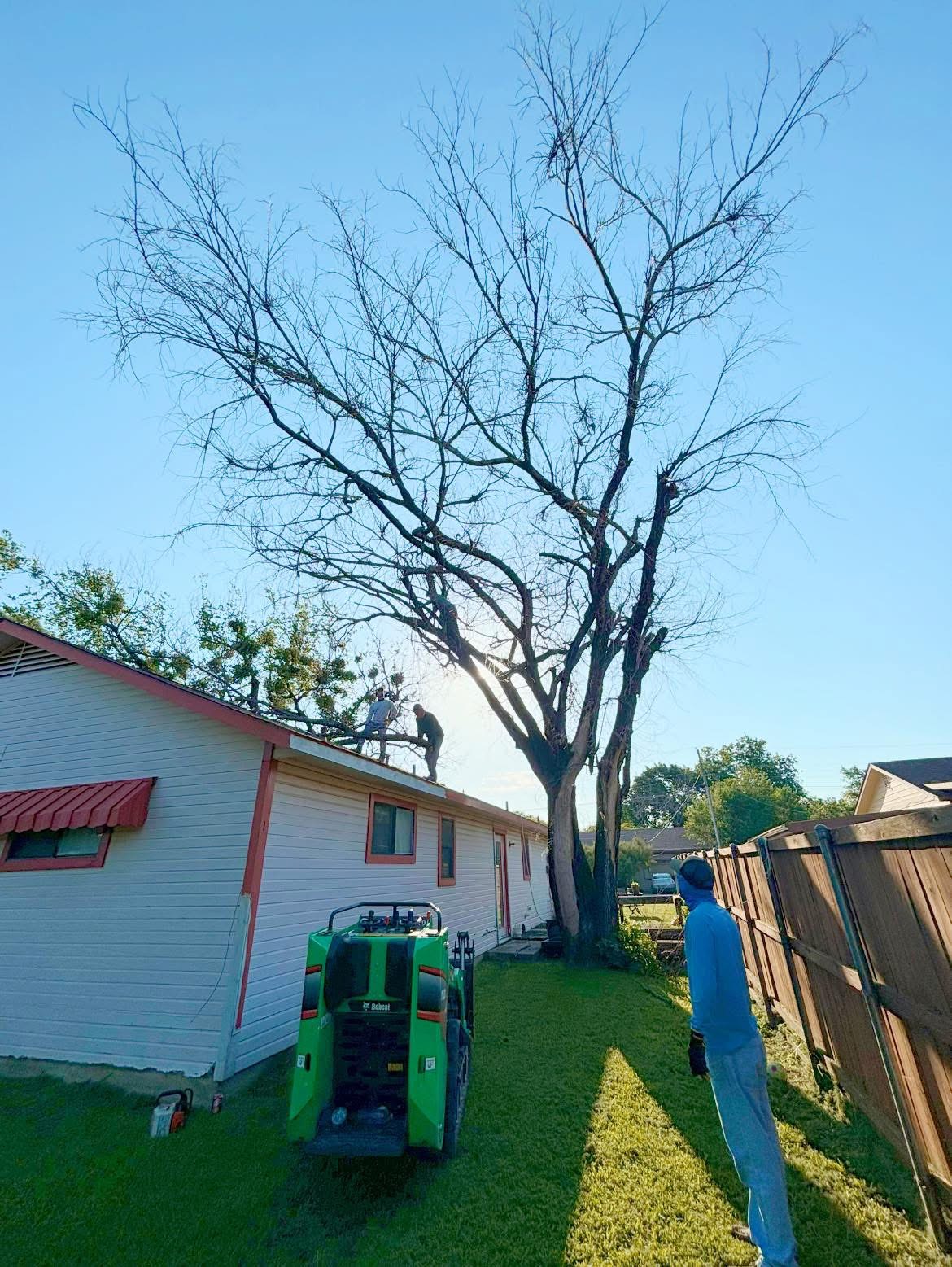 Before tree service
